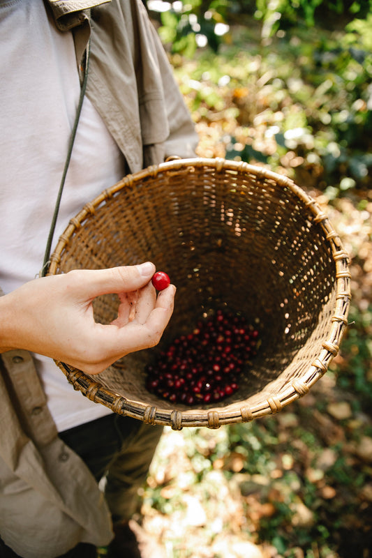 Person holding coffee cherry