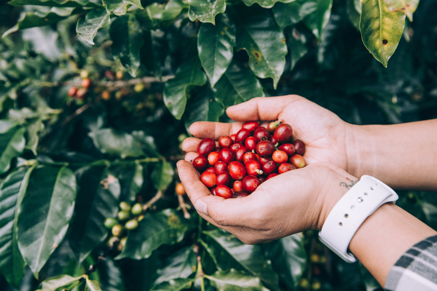 Hands holding coffee cherry