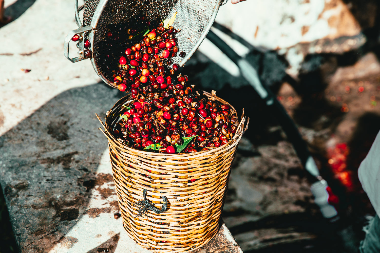 Raw coffee being harvested