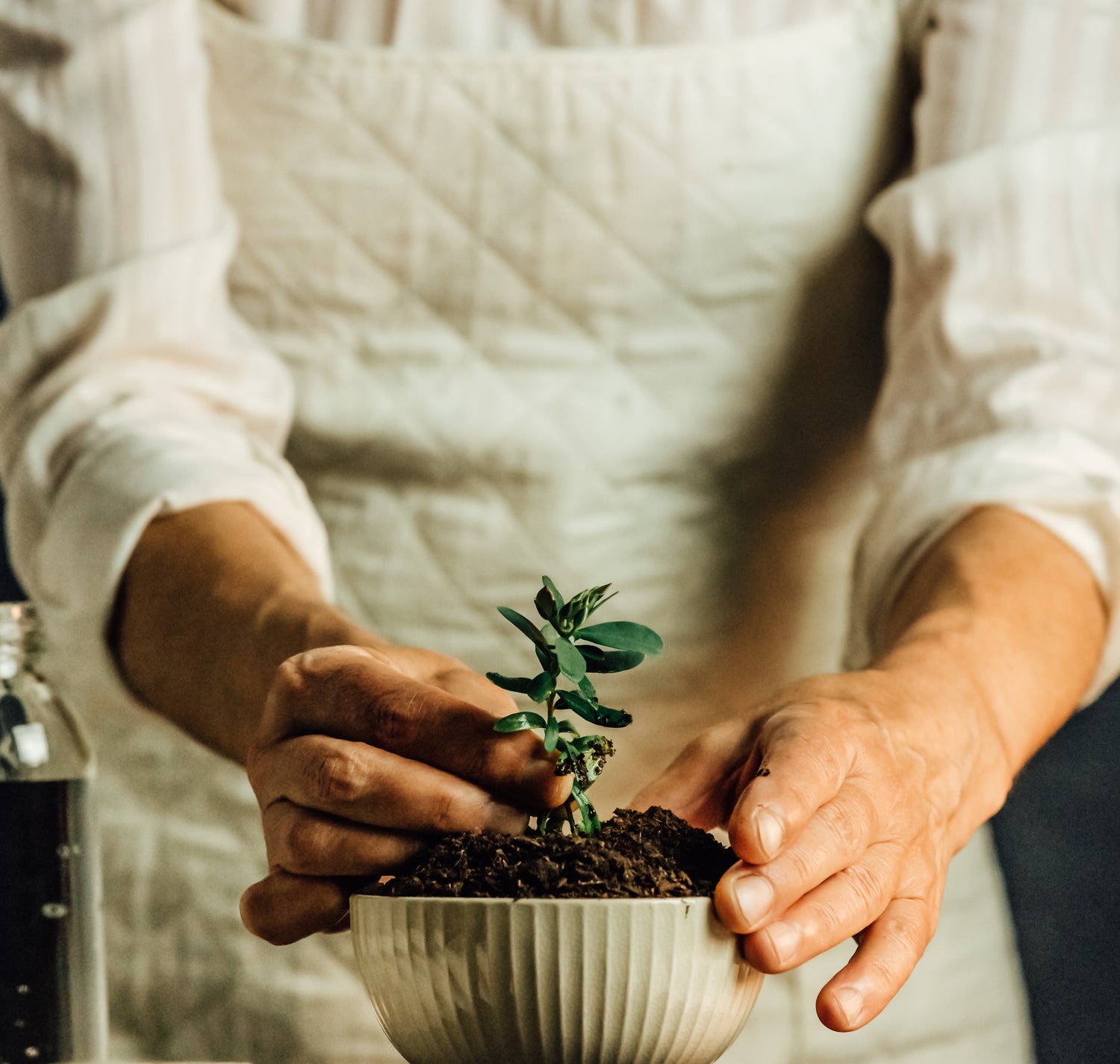 hands-plant-a-seedling-into-a-white-bowl