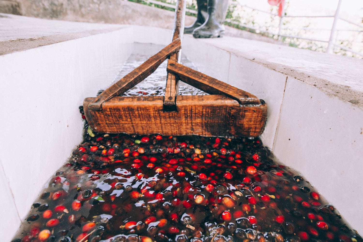 processing-fresh-coffee-beans